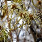 Geschmückte Clematis