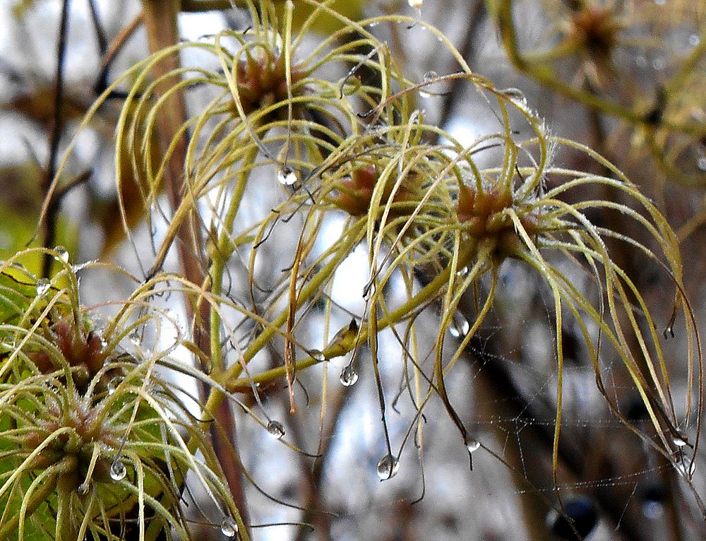 Geschmückte Clematis