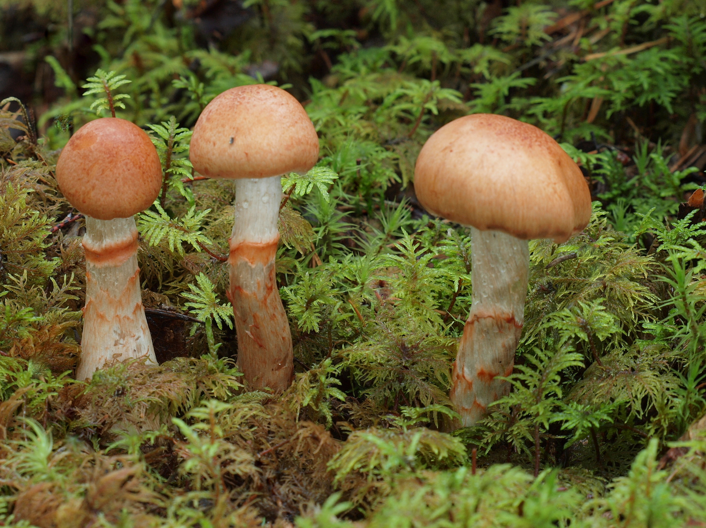 Geschmückte Gürtelfuß (Cortinarius armillatus) 