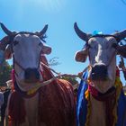 geschmückte Kühe nahe Jaipur