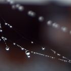 Geschmückte Spinnwebe