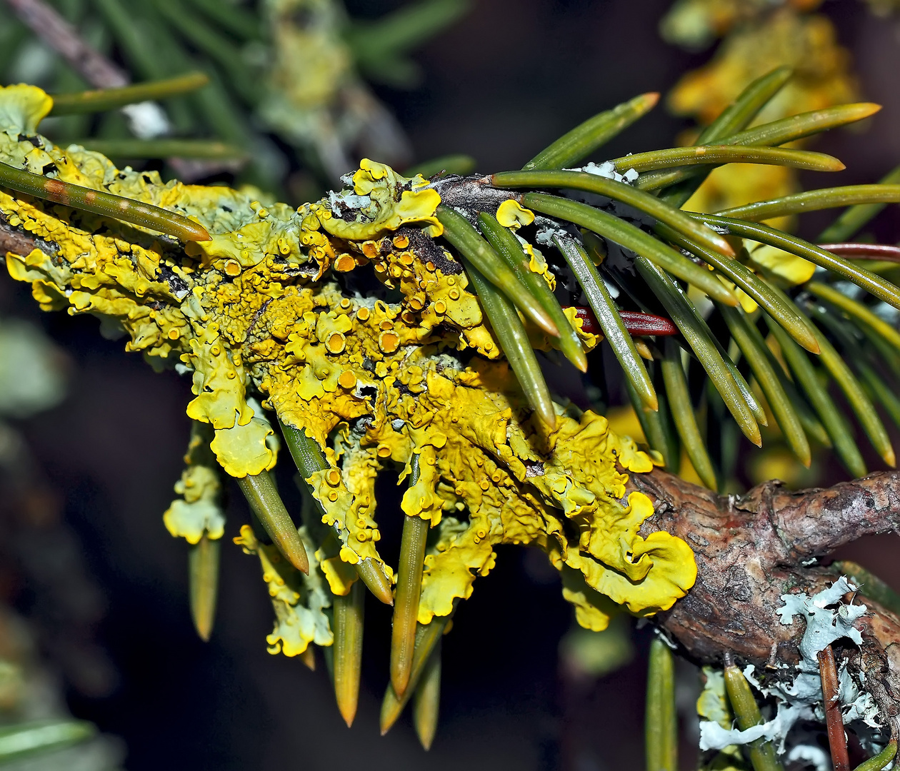 Geschmückte Tannzweige mit einer Wand-Gelbflechte (Xanthoria parietina) *