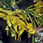 Geschmückte Tannzweige mit einer Wand-Gelbflechte (Xanthoria parietina) *