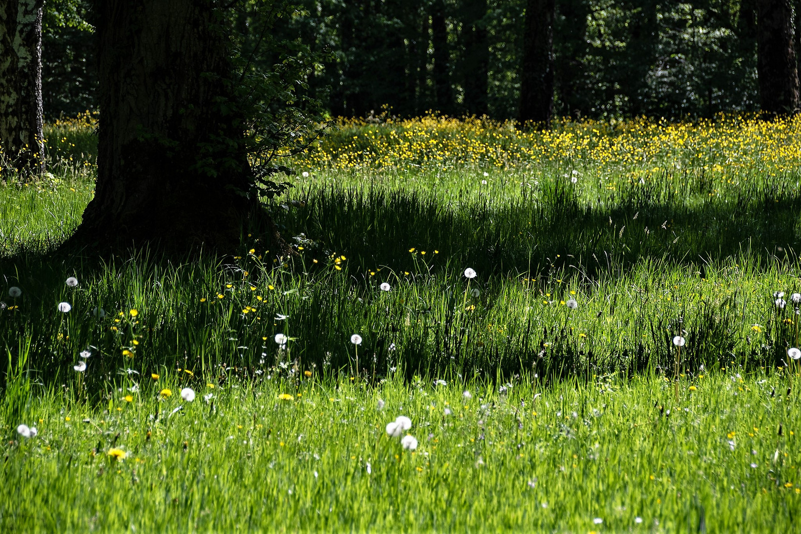 geschmückte Waldwiese