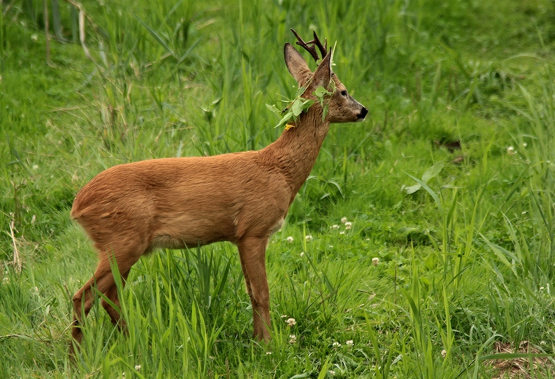 Geschmückter Bock