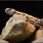 Geschmückter Dornschwanz - Uromastyx o. Ocellata (Sudan)