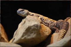 Geschmückter Dornschwanz - Uromastyx o. Ocellata (Sudan)