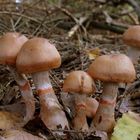 Geschmückter Gürtelfuß (Cortinarius armillatus)