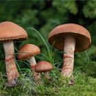 Geschmückter Gürtelfuß (Cortinarius armillatus)