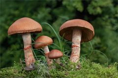 Geschmückter Gürtelfuß (Cortinarius armillatus)