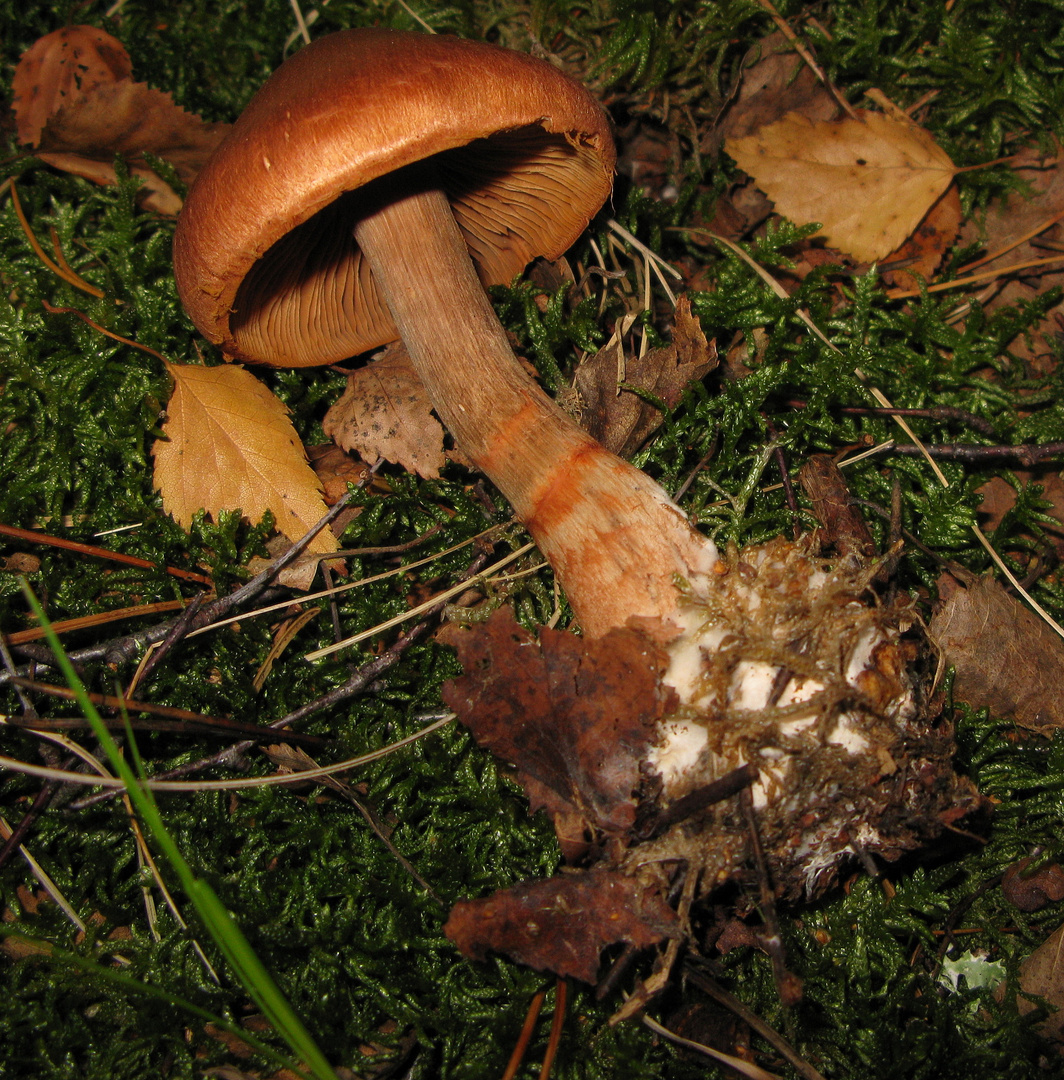 Geschmückter Gürtelfuß = Cortinarius armillatus