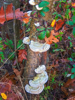 GESCHMÜCKTER HERBSTBAUM