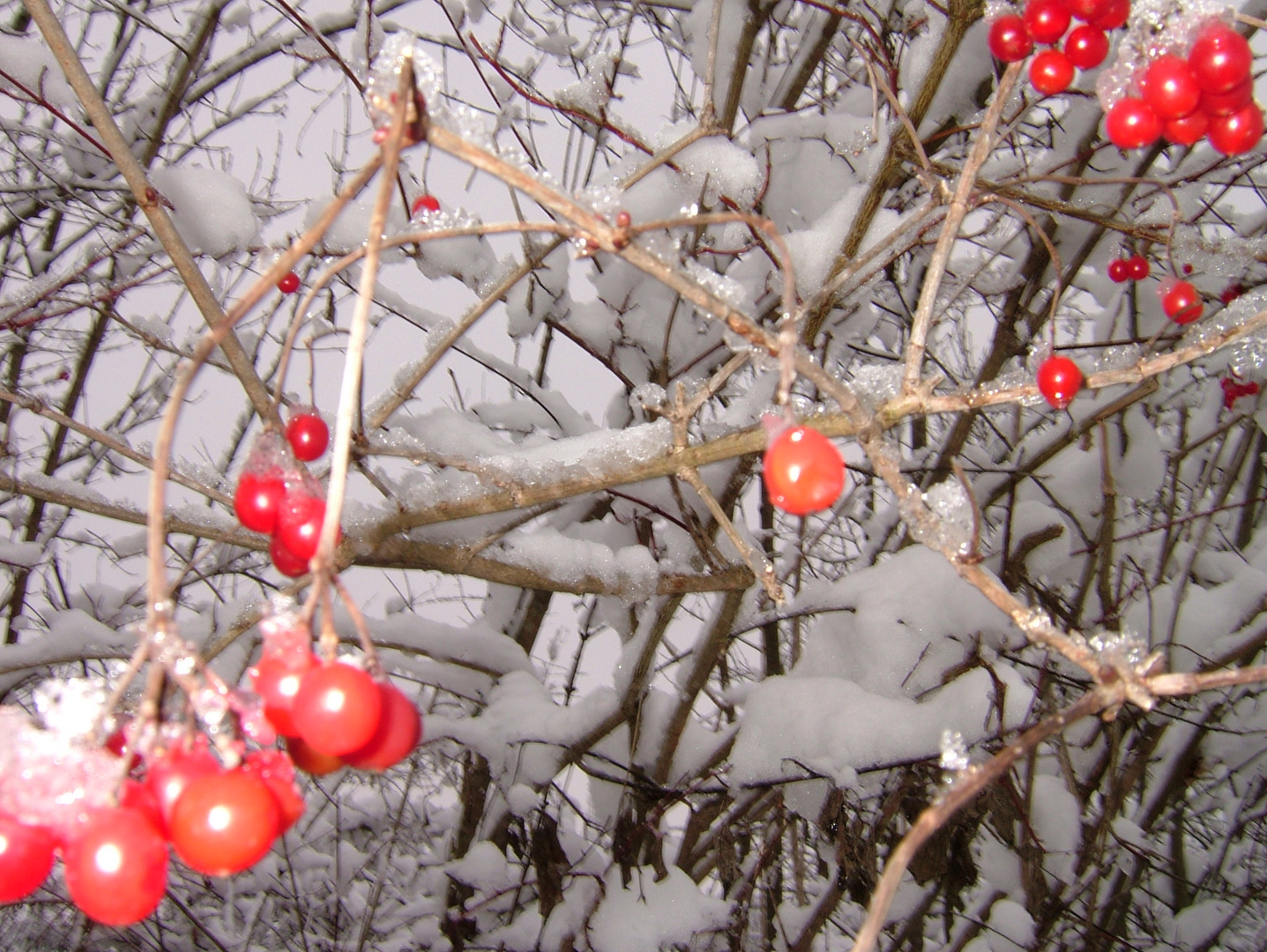 Geschmückter Natur-Weihnachtsbaum