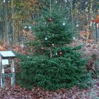 Geschmückter Tannenbaum im Wald