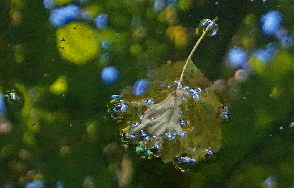 Geschmücktes Blatt