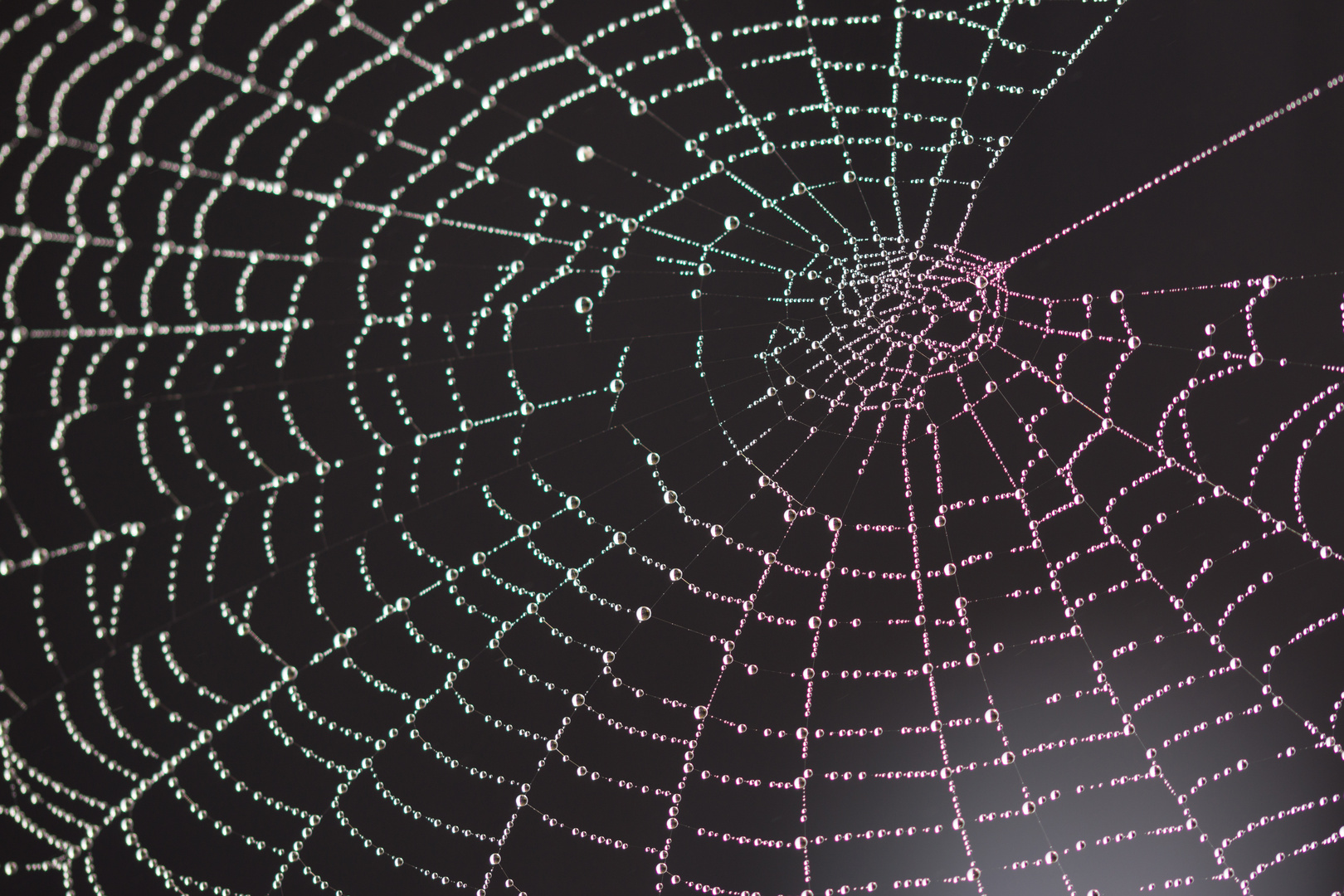Geschmücktes Spinnennetz