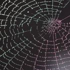 Geschmücktes Spinnennetz