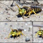 Geschnäbelte Kreiselwespe  - Bembix rostrata