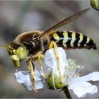 Geschnäbelte Kreiselwespe - Bembix rostrata