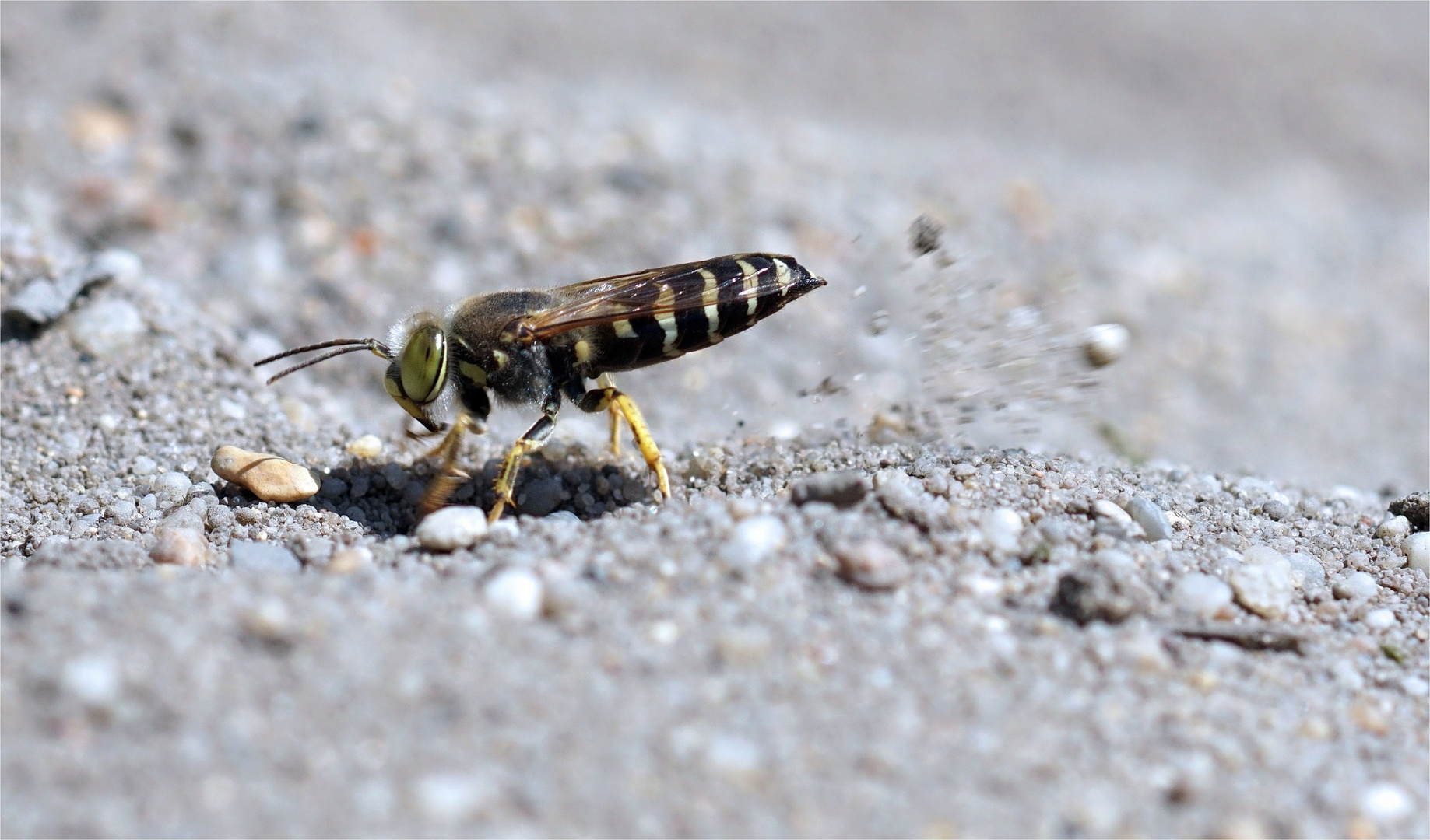 Geschnäbelte Kreiselwespe - Bembix rostrata beim Scharren - Schnellschaufler