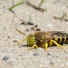 Geschnäbelte  Kreiselwespe -  Bembix rostrata - Männchen