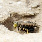 Geschnäbelte Kreiselwespe ( Bembix rostrata) mit Beute