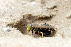 Geschnäbelte Kreiselwespe ( Bembix rostrata) mit Beute