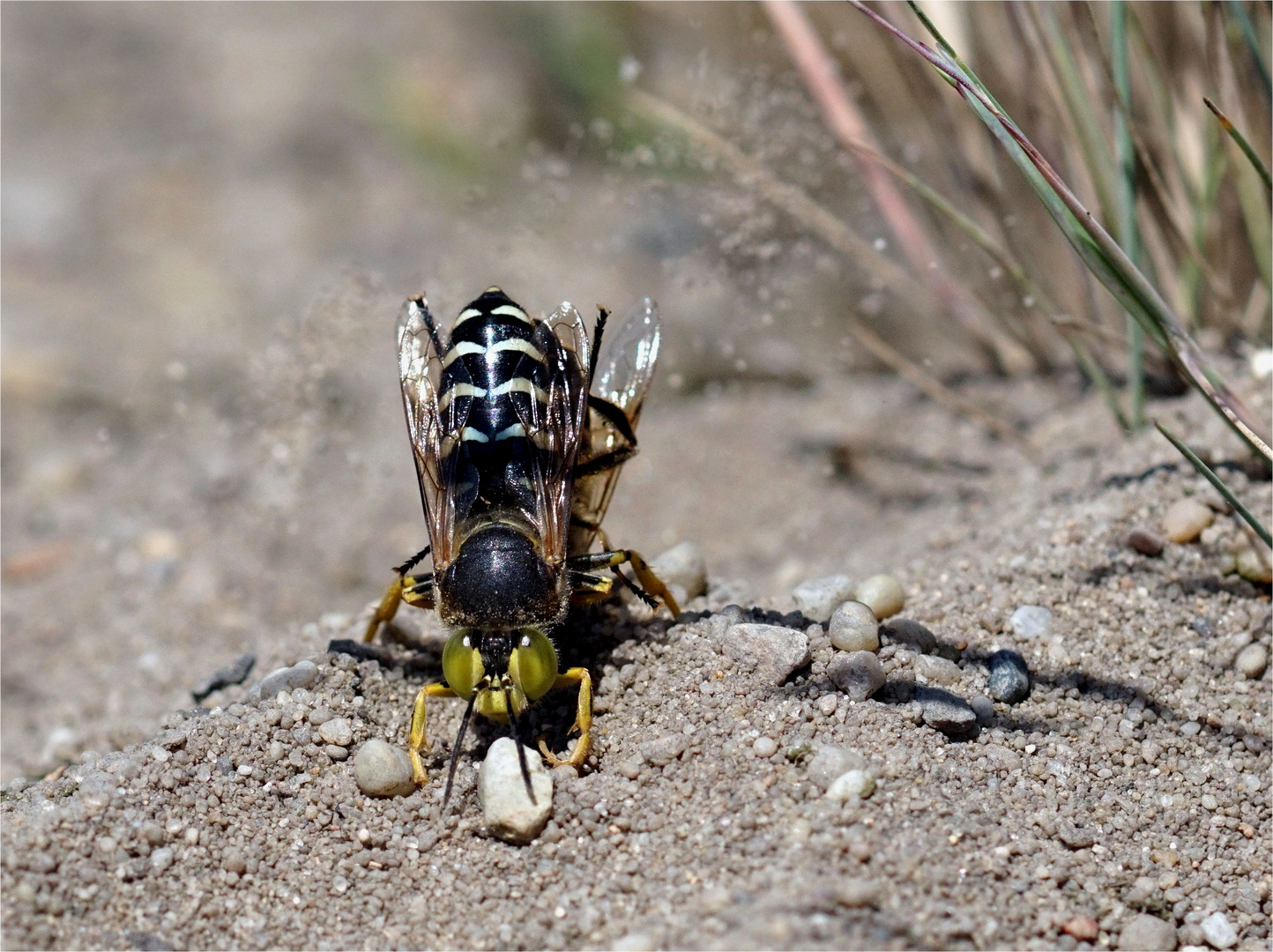 Geschnäbelte Kreiselwespe - Bembix rostrata - von vorne mit Larvenfutter