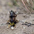 Geschnäbelte Kreiselwespe - Bembix rostrata - von vorne mit Larvenfutter