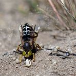 Geschnäbelte Kreiselwespe - Bembix rostrata - von vorne mit Larvenfutter