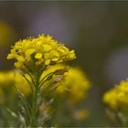 Geschnäbeltes Steinkraut (Alyssum rostratum).