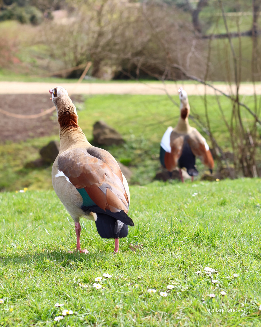 Geschnatter im Frühling 