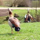 Geschnatter im Frühling 