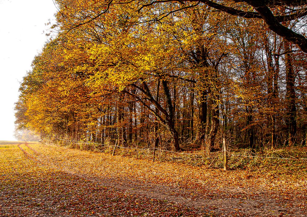 Geschönter Waldrand