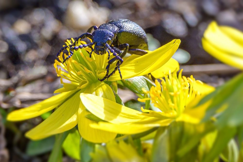 Geschöpfe der Natur