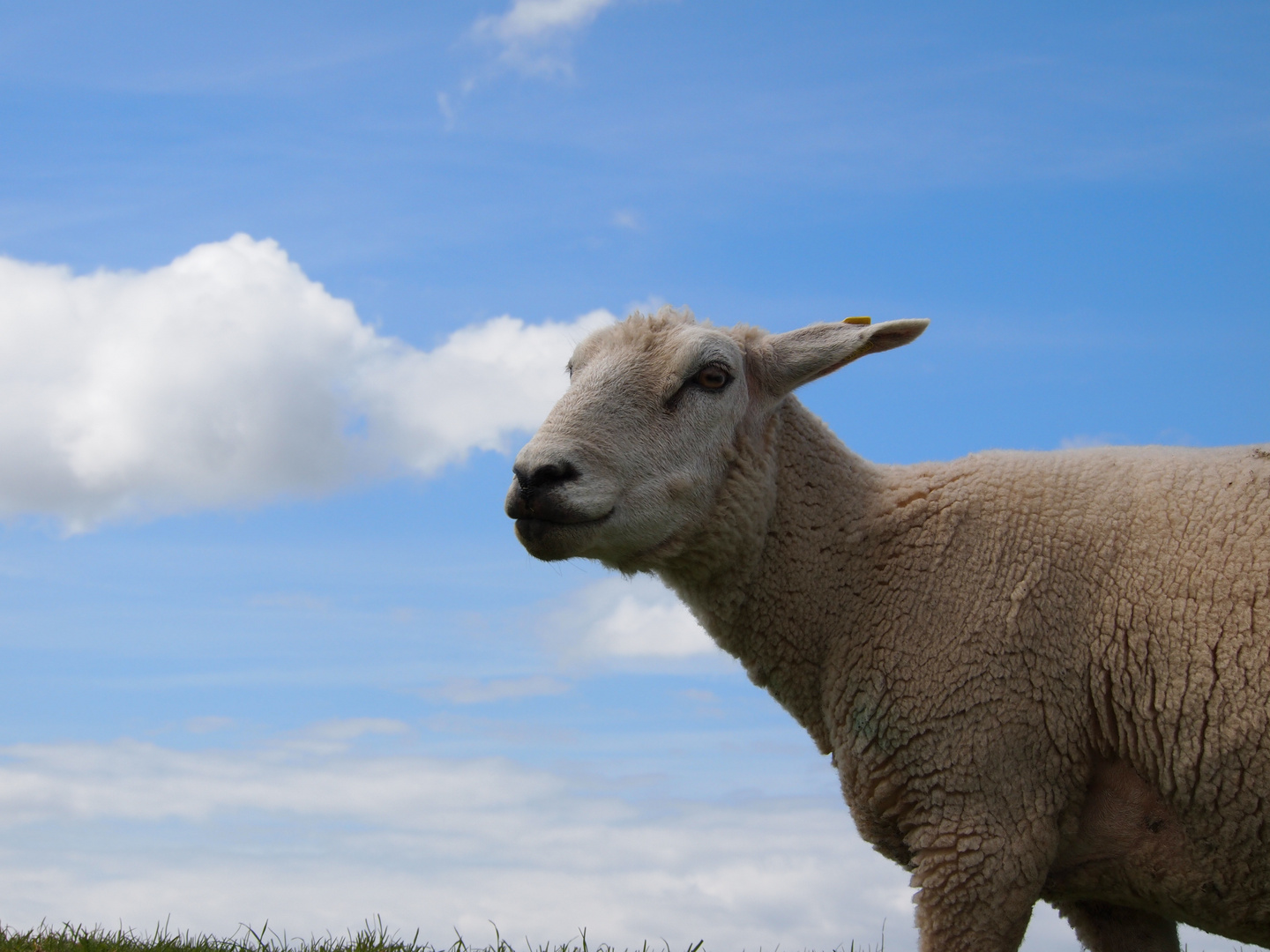 geschorenes Schaf