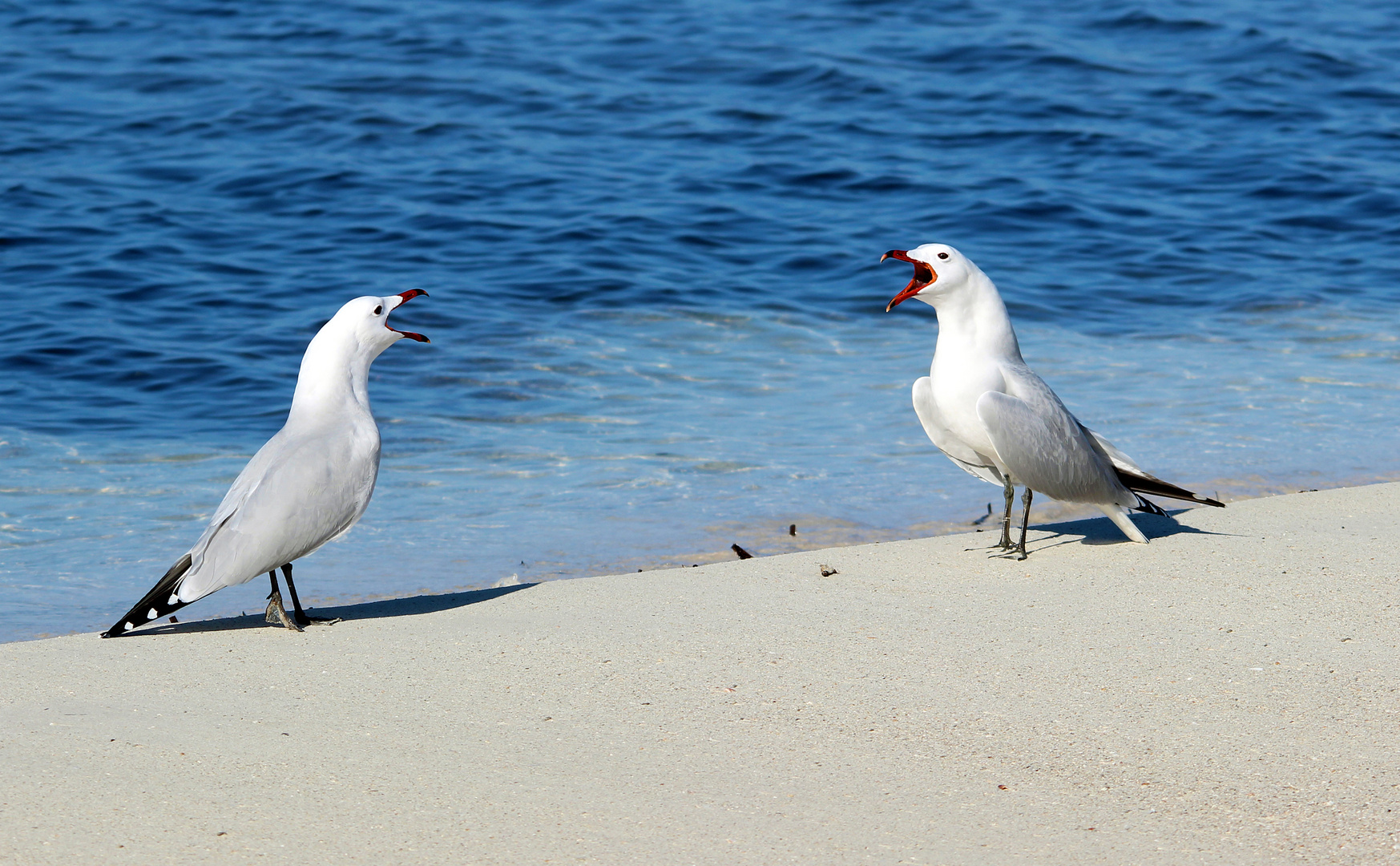 Geschrei am Meer