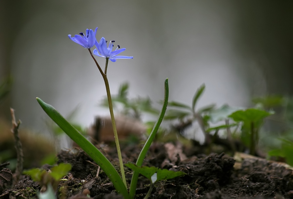 geschützte Wildpflanze