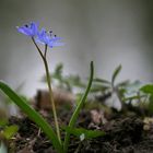 geschützte Wildpflanze