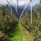 Geschützter Apfelanbau