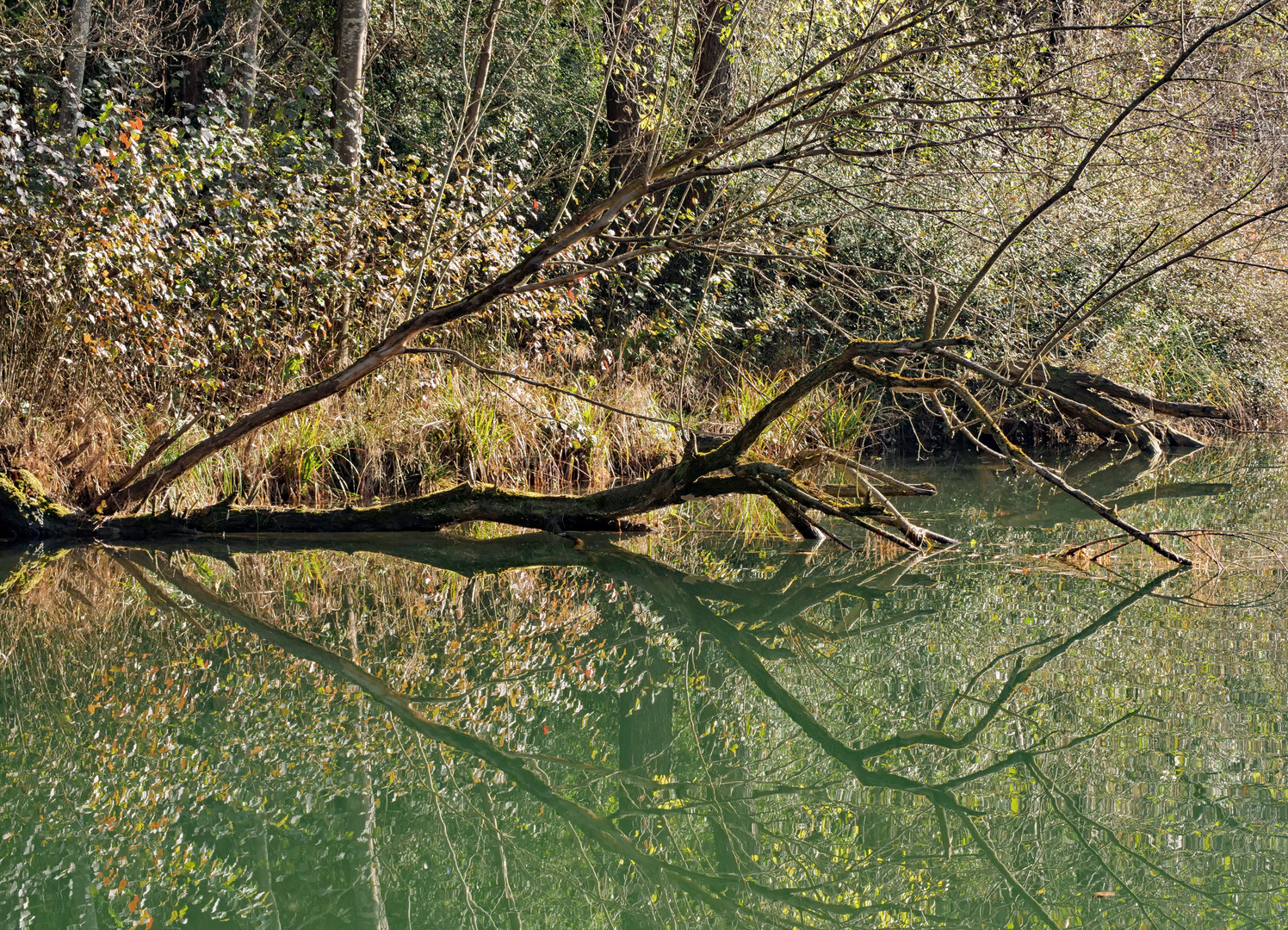 geschützter Lebensraum im Spiegelbild