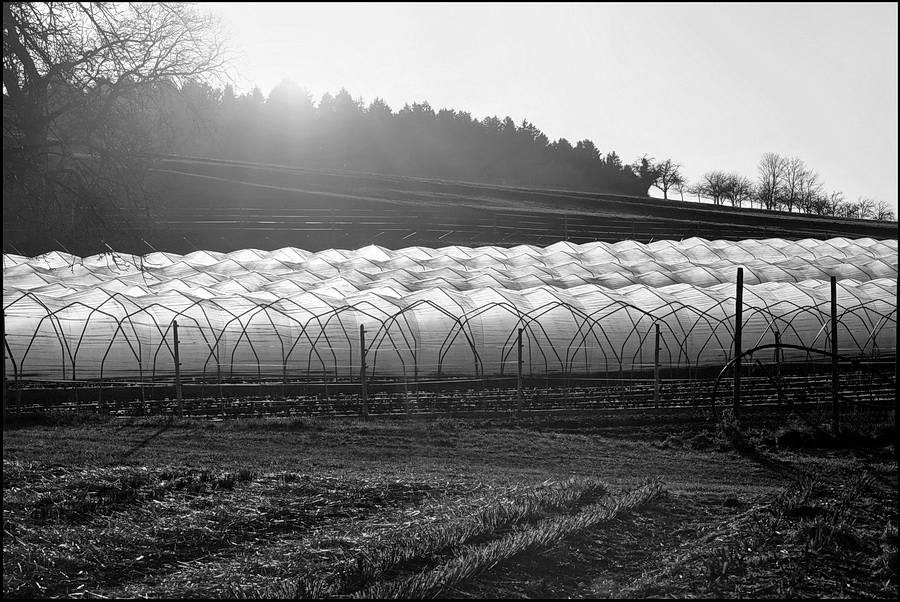 geschütztes Spriessen