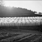 geschütztes Spriessen