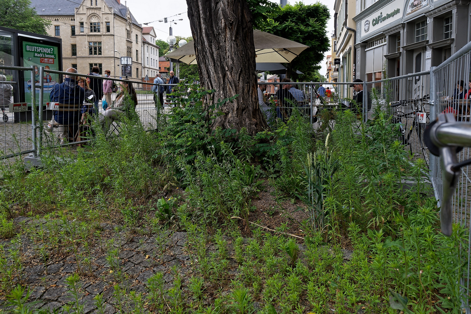 ... geschütztes Stadtgrün ...