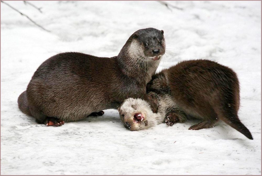 GESCHULTERT ( Otter die Zweite )