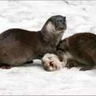 GESCHULTERT ( Otter die Zweite )