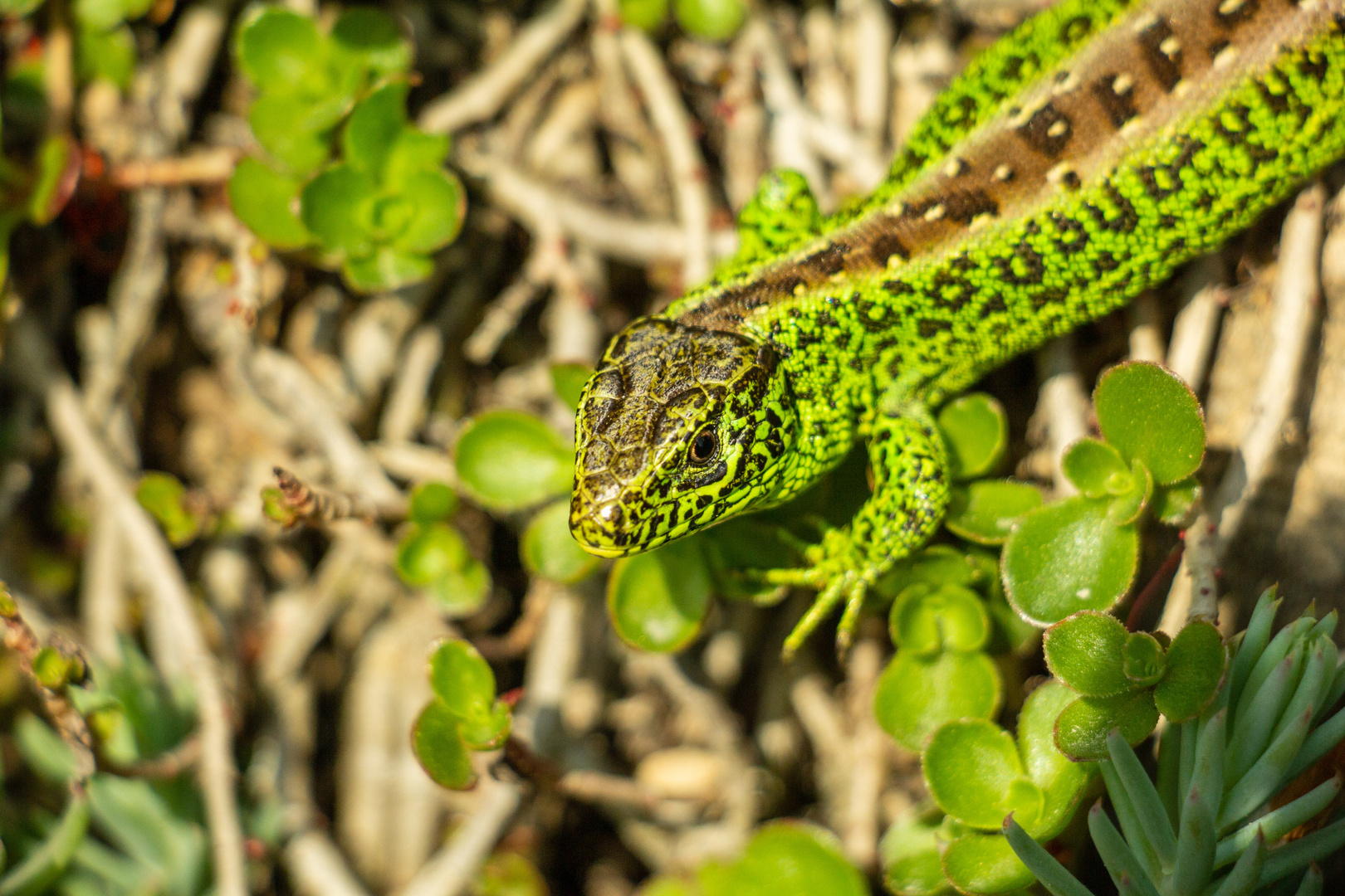 Geschuppter Freund 2