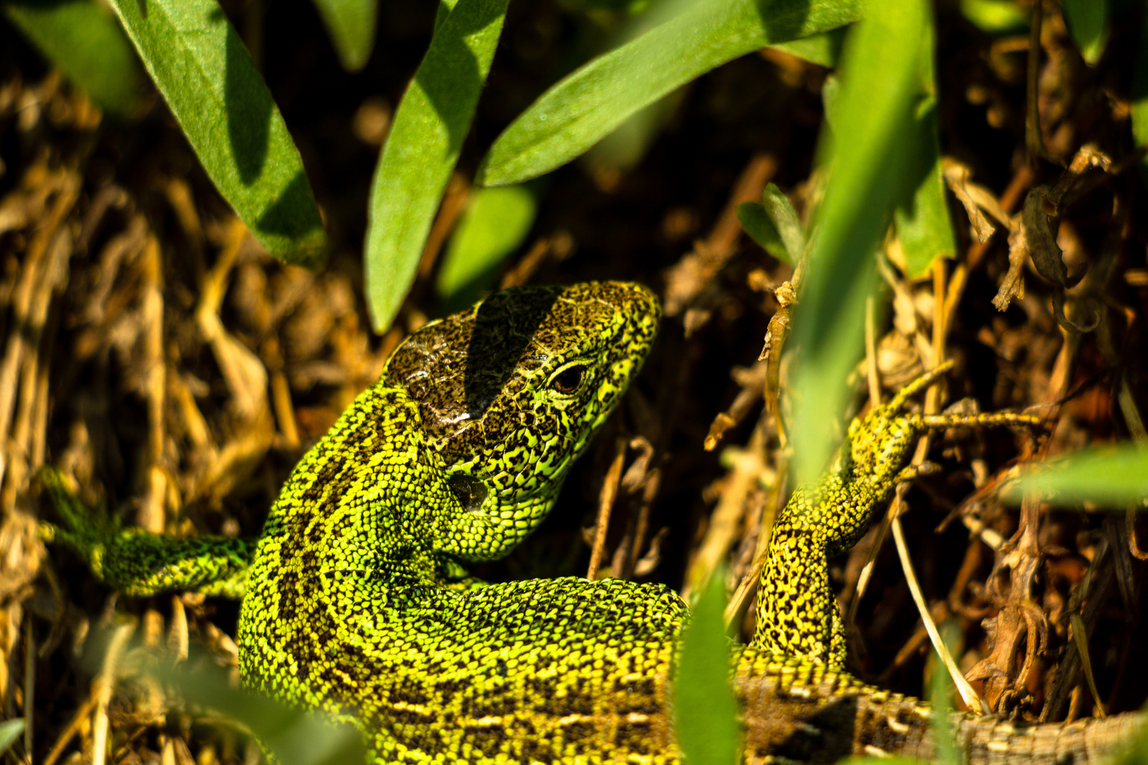 Geschuppter Freund