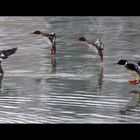 Geschwader im Landeanflug