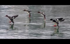 Geschwader im Landeanflug